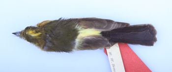 Media type: image;   Ornithology 108036 Description: Image of skin specimen - dorsal view. Dorsal view of entire skin specimen.;